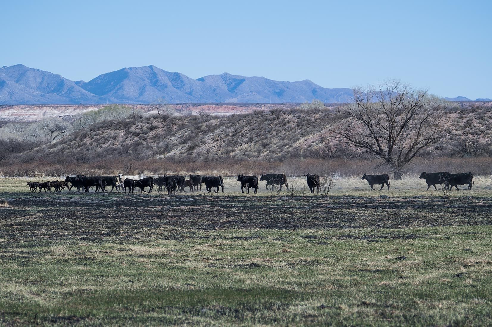 Trespassing cattle